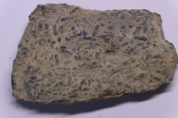 trilobit's COPROLITHES : TOMACULUM PROBLEMATICUM - Ordovician - Maine et Loire, FRANCE