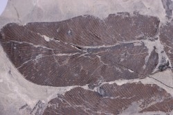 Fougère:  NEUROPTERIS CORDATA  Stephanian (carboniferous)  Sanvignes les Mines (71) FRANCE
