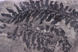 Fougère:  ODONTOPTERIS REICHIANA  Stephanian (carboniferous)   Sanvignes les Mines (71) FRANCE