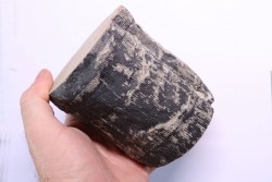 Fougère :  CALAMITES SUCKOWII - Stephanian (carboniferous)   Mine BARRAT, Montceaux les Mines (71) FRANCE