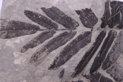 Fougère:  NEUROPTERIS CORDATA - Stephanian (carboniferous)   Sanvignes les Mines (71) FRANCE