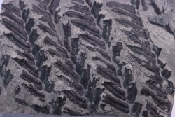 Fougère:  PECOPTERIS POLYMORPHA (Brongniart)  Stephanian (carboniferous)  Sanvignes les Mines (71) FRANCE
