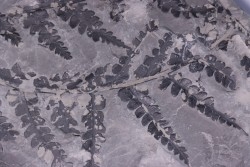 Fougère:  PSEUDOMARIOPTERIS BUSQUETI - Stephanian (carboniferous)  Mine les Fouthiaux, Sanvignes les Mines (71) FRANCE