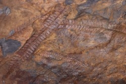 Fougère:  PECOPTERIS sp.  Stephanian (carboniferous)  Val d'Arly - SAVOIE, FRANCE