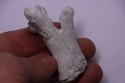 SPONGE: PROKALIAPSIS ARBORESCENS  Senonien  Paulmy, 37 - FRANCE