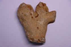 SPONGE: DORYDERMA CYLINDRICA  Senonien  Pauvrelay, 37 - FRANCE