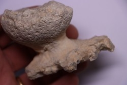 SPONGE: JEREA EXCAVATA  Senonien  Paulmy, 37 - FRANCE