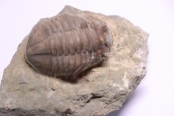 ASAPHUS EXPANSUS  ordovicien  Suede