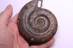 Hildoceras bifrons - toarcian - Whiby - UK