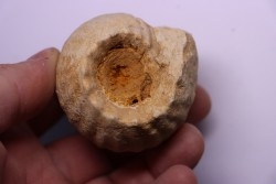 ERYMNOCERAS CORONATUM  CALLOVIEN moyen  germigny sur loire, 58 - FRANCE