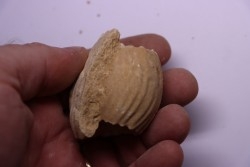 ERYMNOCERAS CORONATUM  CALLOVIEN moyen  germigny sur loire, 58 - FRANCE