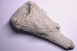 SPONGE: JEREICA MULTIFORMIS  Senonien  Paulmy, 37 - FRANCE
