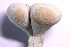 SPONGE: SIPHONIA PYRIFORMIS BIPARTITA  Senonien  Paulmy, 37 - FRANCE