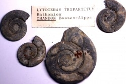 collection de 4 Nannolytoceras tripartitum (Raspail)  bathonien  Chandon - FRANCE