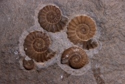 Promicroceras planicosta  upper Sinemurian   Lyme Regis - UK