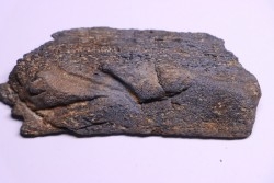 Côte de baleine avec traces de prédations  de megalodon