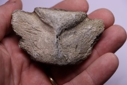 Cetacean vertebra with traces of megalodon predation