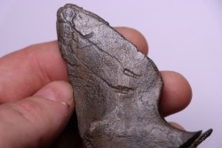 Apophyse de vertèbre de cétacé  avec traces de prédations  de megalodon