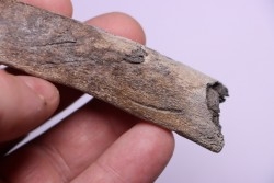 Côte de baleine avec traces de prédations  de megalodon