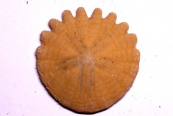 Rotuloidea fimbriata - Villafranchien - Sahara occidental - Maroc