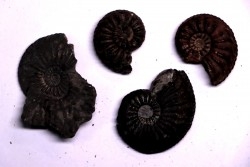 set of  4  "amaltheus" -  domerian -  Jeandelaincourt, France