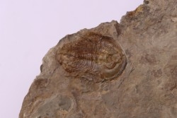 Olenellus Gilberti (Meek, 1874)  Cambrien moyen  "ruin wash"  Pioche shale formation  Lincoln county- Nevada -USA