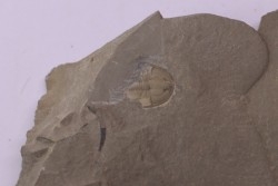 Olenellus Gilberti (Meek, 1874)  Cambrien moyen  "ruin wash"  Pioche shale formation  Lincoln county- Nevada -USA