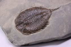 Dalmanites Limurus  Silurien  Rodchester shale  Middleport, New York