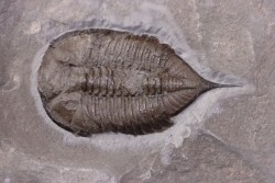 Dalmanites Limurus  Silurien  Rodchester shale  Middleport, New York