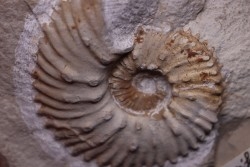 MAZENOTICERAS MALBOSIFORME  Berriasien  La Cadiere, 30 - FRANCE