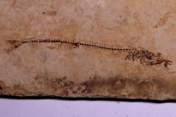 Cobitopsis acutus - Stampien - Saint Saturnin - Auvergne - FRANCE