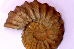 Neocosmoceras sayni (Simionescu)  Berriasien  La Cadiere, 30  France