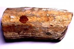 HIPPURITELLA SILCATOIDE  Santonien  La Cadiere, 83 - FRANCE