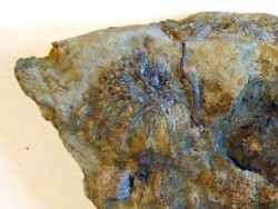 ARCHAEOCIDARIS ALIQUANTULA  Mississippian - CARBONIFEROUS  Gilmore City Formation  Gilmore City, Iowa - USA