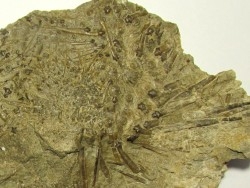 Archaeocidaris Wortheni  Mississippian - St. Louis Formation,  St. Louis, Missouri. USA
