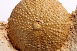 Pseudodiadema tetragramma - oxfordian - Novion-Porcien - Ardennes, France