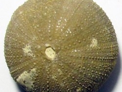 Psephechinus daguini  (LAMBERT,1933)  Upper Bajocian     Boulemane - Moyen Atlas - MOROCCO