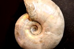 Melchiorites falcistriatus - Albien - Région de Mahajanga - MADAGASCAR