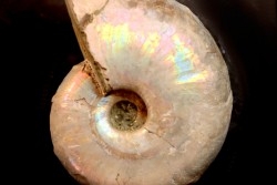 Desmoceras latidorsatum - Albian - Mahajanga - MADAGASCAR
