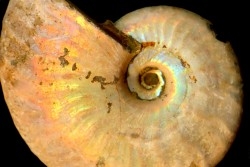 CLEONICERAS BESAIRIEI - Albien - MADAGASCAR