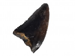 dinosaur tooth Sauronitholestes langstoni - Maastrichtian (South Dakota)