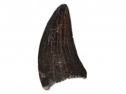 dent de dinosaure Sauronitholestes langstoni - Maastrichtien (Sud Dakota)