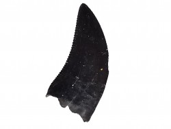 dinosaur tooth Sauronitholestes langstoni - Maastrichtian (South Dakota)