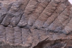 Fougère:  NEUROPTERIS PRAEDENTATA - Stephanian (carboniferous)   Sanvignes les Mines (71) FRANCE