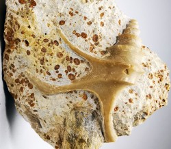 Dicroloma lorieri - Upper Bajocian - Evrecy (14), France