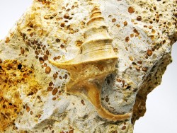 Dicroloma lorieri - Upper Bajocian - Evrecy (14), France