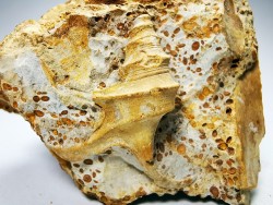 Dicroloma lorieri - Upper Bajocian - Evrecy (14), France