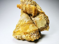 Pietteia hamus and Pyrgotrochus - Upper Bajocian - Evrecy (14), France