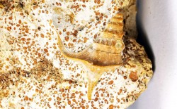 Pietteia hamus et Pseudomelania - Bajocien Sup. - Evrecy (14), France