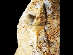Pietteia hamus and Chondroceras - Upper Bajocian - Evrecy (14), France